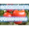 山东临沂西红柿13954996619山东番茄大量销售
