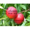 特价香山红（9602）油桃上哪买