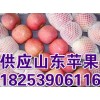 １８２５３９０６１１６山东大量供应纸袋膜袋红富士苹果