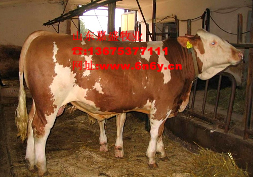 国内好肉牛品种大型肉牛养殖场