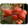 新品耐寒番茄种子，哪里有卖