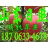 山东红富士苹果批发纸膜袋苹果价格