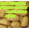 13954996619山东临沂土豆大量销售山东马铃薯产地