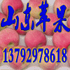 １３７９２９７８６１８山东红富士苹果批发基地