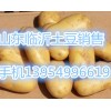 13954996619山东临沂土豆大量供应