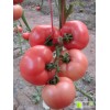 18669320078山东西红柿基地西红柿产地西红柿价格