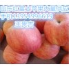 １３９５４９９６６１９山东苹果供应山东冷库红富士苹果