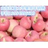 １３９５４９９６６１９山东苹果供应山东冷库苹果山东红富士苹果