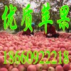 １８６６０９２２２１８山东红富士苹果批发