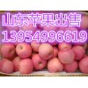 １３９５４９９６６１９山东苹果山东红富士苹果销售