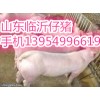 １３９５４９９６６１９仔猪销售山东三元仔猪上市