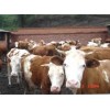 西门塔尔肉牛，山东省最优的肉牛生产基地