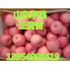 １３９５４９９６６１９苹果山东红富士苹果销售