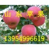 １３９５４９９６６１９山东苹果山东红富士苹果销售基地