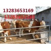 陕西肉牛价格陕西肉牛品种陕西肉牛养殖场