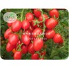 进口樱桃番茄种子|优惠的樱桃番茄种子潍坊哪里有