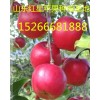 １５０９２８８１８８８/红富士苹果/山东苹果大量批发中心