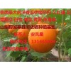 山东聊城莘县洋香瓜伊丽莎白大量上市