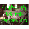 15092861333供应三元仔猪价格