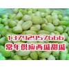 山东油桃.甜瓜基地