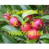 山东大棚油桃上市山东大棚油桃产地批发价格