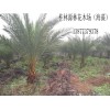 海藻价格：市场上口碑好的海藻在哪里可以找到