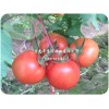 西红柿种子_报价合理的西红柿种子首选惠泽种业