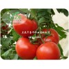 进口番茄种子|哪里能买到低价抗TY病毒番茄种子