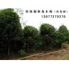 桂花树苗圃，优质的9到12公分桂花树出售