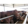 最新肉牛批发价格|超值的肉牛山东正丰牧业供应