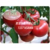 优质番茄种苗_荐最好的粉果番茄供货商