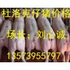 山东莒县猪场供应瘦肉型三元仔猪