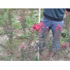 淄博地区最好的红叶紫薇种植基地——江苏红叶紫薇