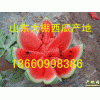 18660998386供应薄皮京欣西瓜基地