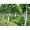 长虹苗木出售10-20公分造型法桐，造型法桐批发价格实惠