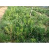 福建黑松树苗——供应山东优质的黑松小苗