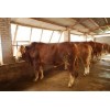 山东肉牛养殖场介绍肉牛行情肉牛价格