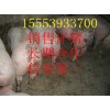 三元猪苗供应产地/三元仔猪养殖基地/出售三元猪苗