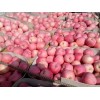 陕西省大荔县范家镇红富士苹果大量上市，批发价格
