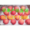 15762911888山东红星苹果/金帅/美八/嘎啦苹果价格