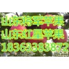 山东红星苹果上市18363383872山东红星苹果价格