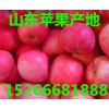１５２６６６８１８８８山东苹果产地价格