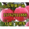 15762911888山东红星苹果/红将军苹果收购价格