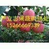 15266669339山东红富士苹果