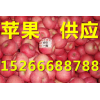 苹果价格 红富士苹果批发供应15266688788