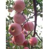 山东红富士苹果产地 苹果大量上市