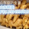 13954996619山东鲜姜批发山东生姜产地上市