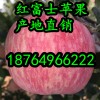 山东红富士苹果收购价格