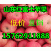 15762911888山东红富士苹果产地收购价格