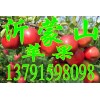 山东红富士苹果批发13791598098